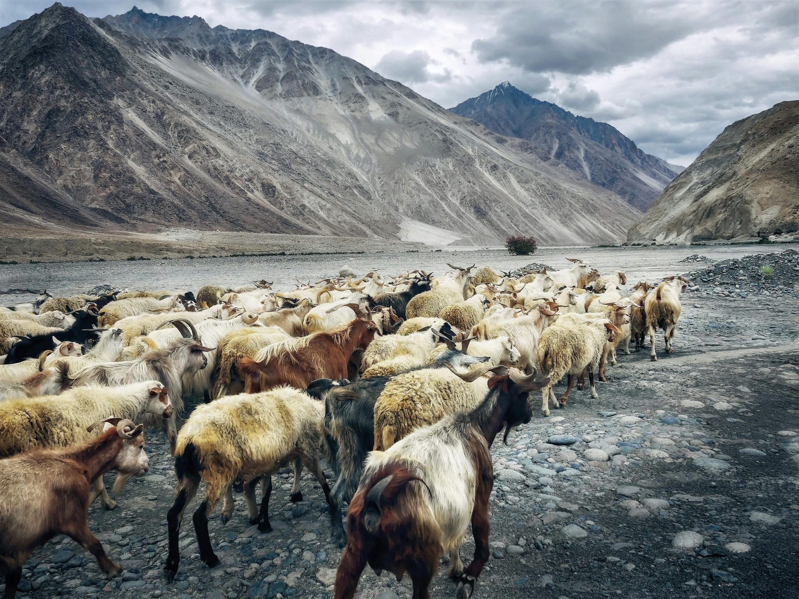 5 Night 6 Days Leh – Leh Package